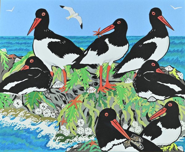 Gaggle of Oystercatchers